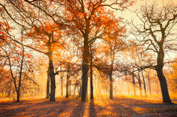 istock Golden sun rays in the autumn park 1427331354