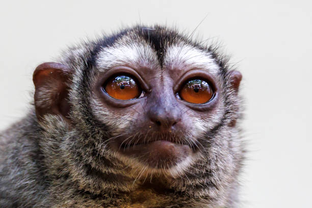 istock The three-striped night monkey (Aotus trivirgatus), also known as northern night monkey or northern owl monkey 1427334401