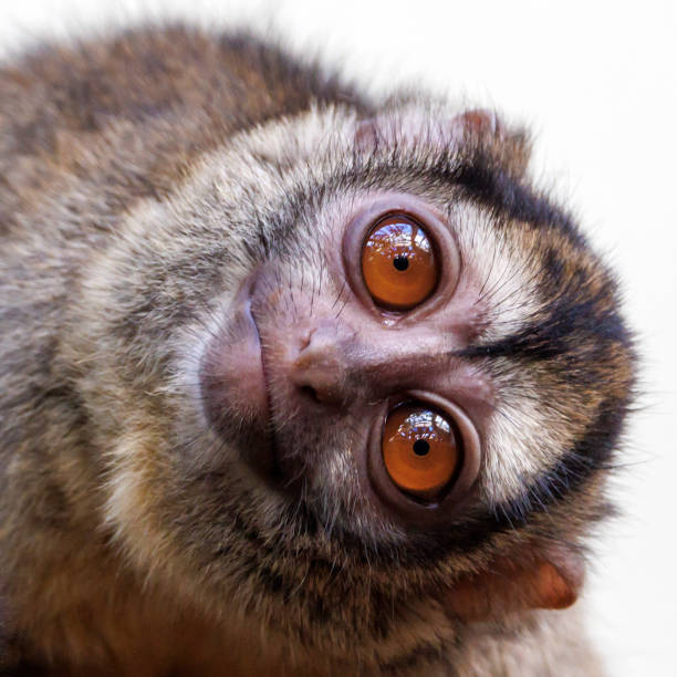istock The three-striped night monkey (Aotus trivirgatus), also known as northern night monkey or northern owl monkey 1427334429