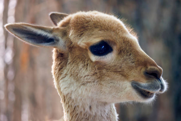 Cute little vicuna (Lama vicugna) at a farm close up stock photo
