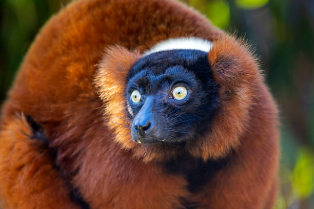 istock The red ruffed lemur (Varecia rubra) closeup portrait 1427334444