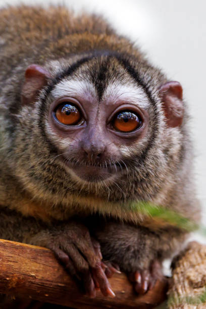 istock The three-striped night monkey (Aotus trivirgatus), also known as northern night monkey or northern owl monkey 1427334451