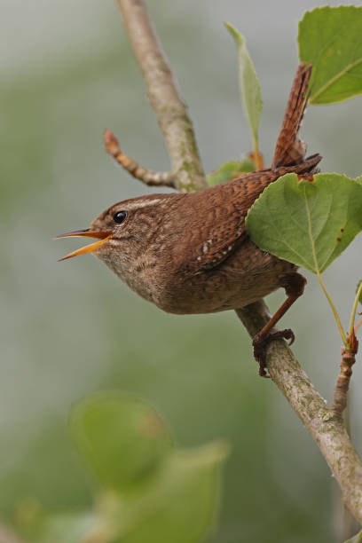 istock The Eurasian wren (Troglodytes troglodytes) or northern wren perching on twig. 1427334458