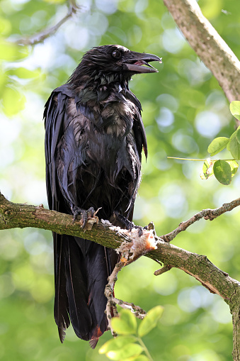 The carrion crow (Corvus corone)
