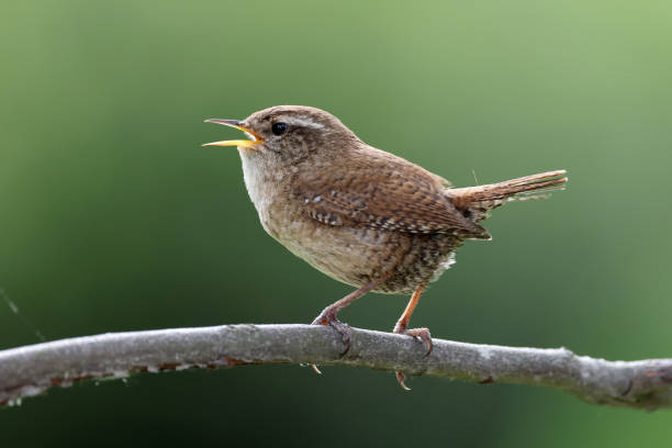 istock The Eurasian wren (Troglodytes troglodytes) or northern wren perching on twig. 1427334621