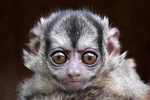 istock The three-striped night monkey (Aotus trivirgatus), also known as northern night monkey or northern owl monkey 1427334869