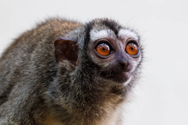 istock The three-striped night monkey (Aotus trivirgatus), also known as northern night monkey or northern owl monkey 1427337852