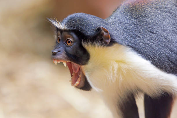 colobus monkey in the Nyungwe rainforest in southwestern Rwanda