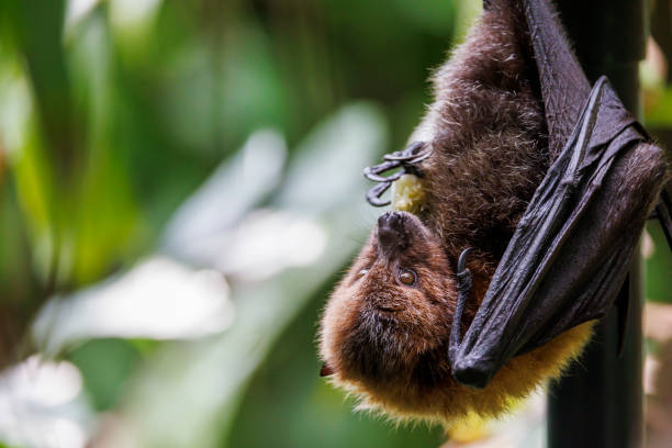 old world fruit bat, or flying fox perching on twig - vleerhond stockfoto's en -beelden