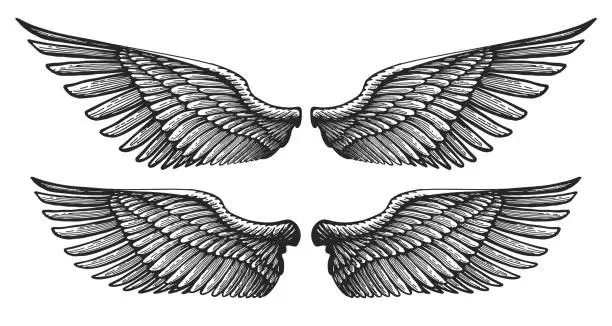 Vector illustration of Pair of angel wings in vintage engraving style. Hand drawn heraldic bird wing. Vector illustration