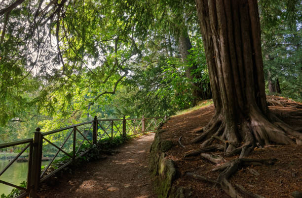 тропинка на природе в королевских садах в монце - woodland trail woods forest footpath стоковые фото и изображения