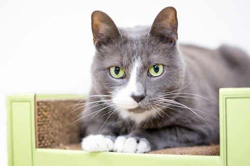 A gray and white shorthair cat with green eyes lying down on a scratcher toy