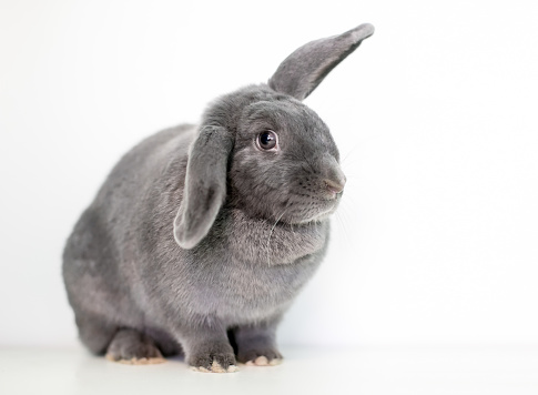 A gray pet rabbit holding its ears in a half lop position