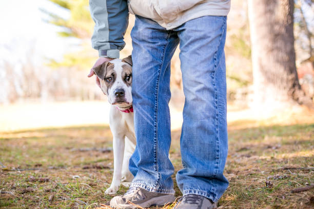 istock A shy mixed breed dog hiding behind a person 1427343662