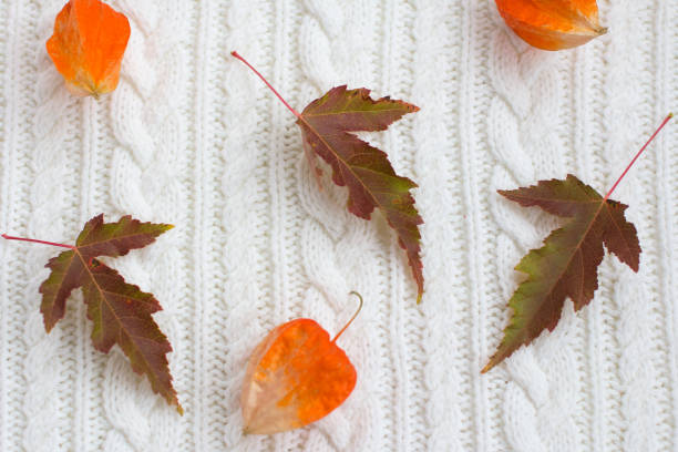 Cape gooseberries or physalis fruits with their pods - white background