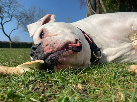 Close up of an American bulldog, looking relaxed and chilled out, laid in a grassy garden with a chew treat. In the background, a tree stands out in front of a striking blue sky on a sunny summer day.
