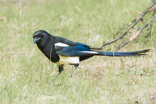 The Eurasian magpie or common magpie is a resident breeding bird throughout the northern part of the Eurasian continent. It is one of several birds in the crow family designated magpies, and belongs to the Holarctic radiation of \