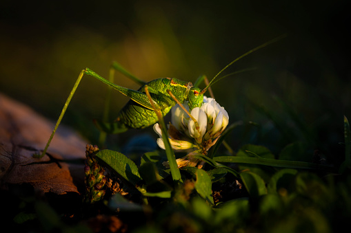 Speckled bush-cricket eating on a shamrock flower