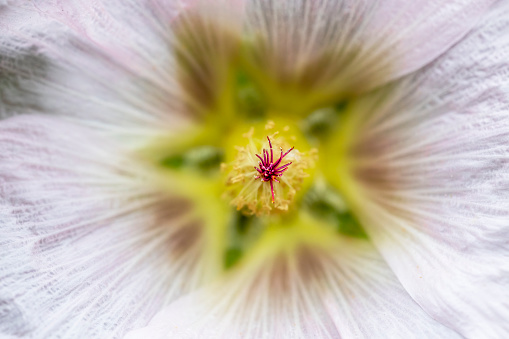 Close up of a flowers stem and pistills of a hollyhock