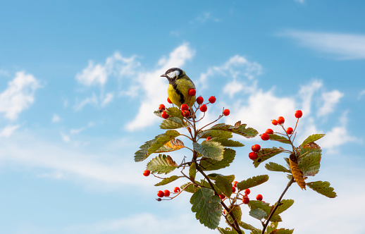Great tit sitting on a Swedish whitebeam with berries