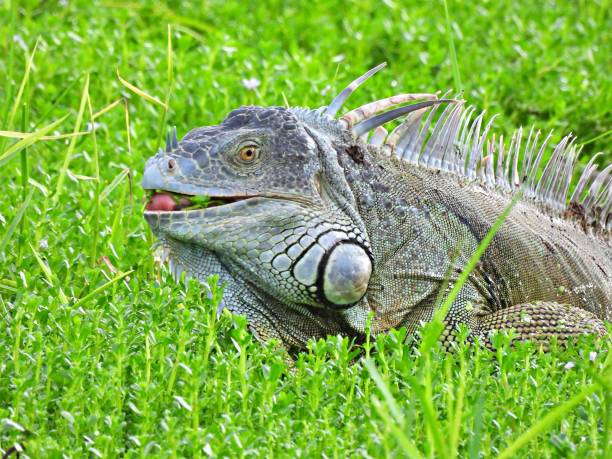istock Green Iguana (Iguana iguana) foraging in the grass 1427353702