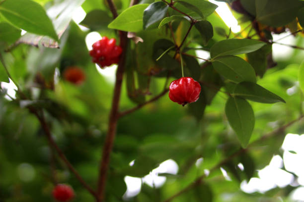 istock Plantation of pitangas. 1427355904