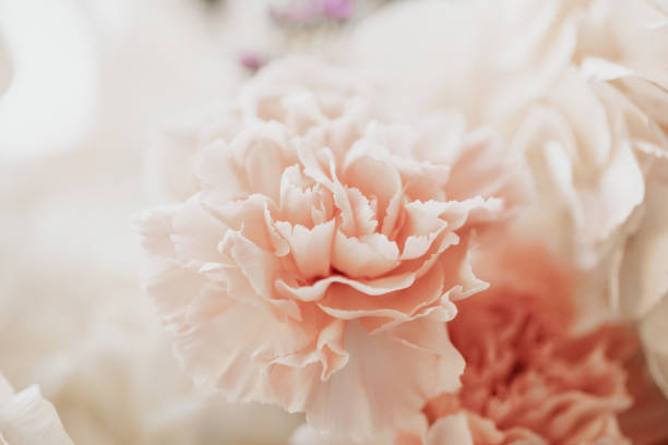 Cream carnation flower with red edges