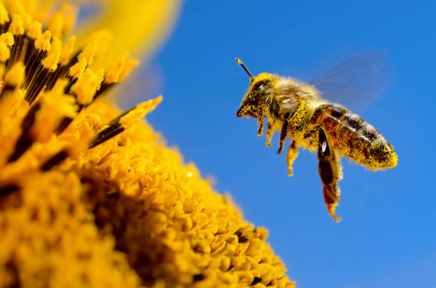 una abeja vuela sobre un girasol, poliniza y recoge miel - fruit blossom fotos fotografías e imágenes de stock