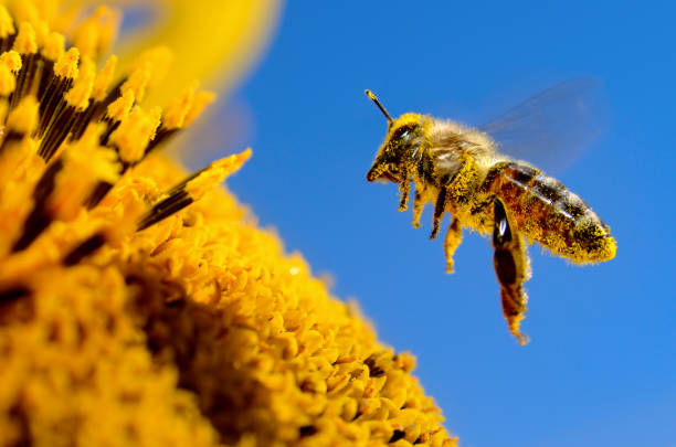 a bee flies over a sunflower, pollinates and collects honey - bestuiving fotos stockfoto's en -beelden