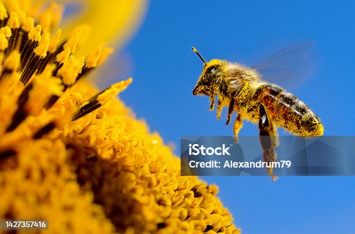 istock A bee flies over a sunflower, pollinates and collects honey 1427357416