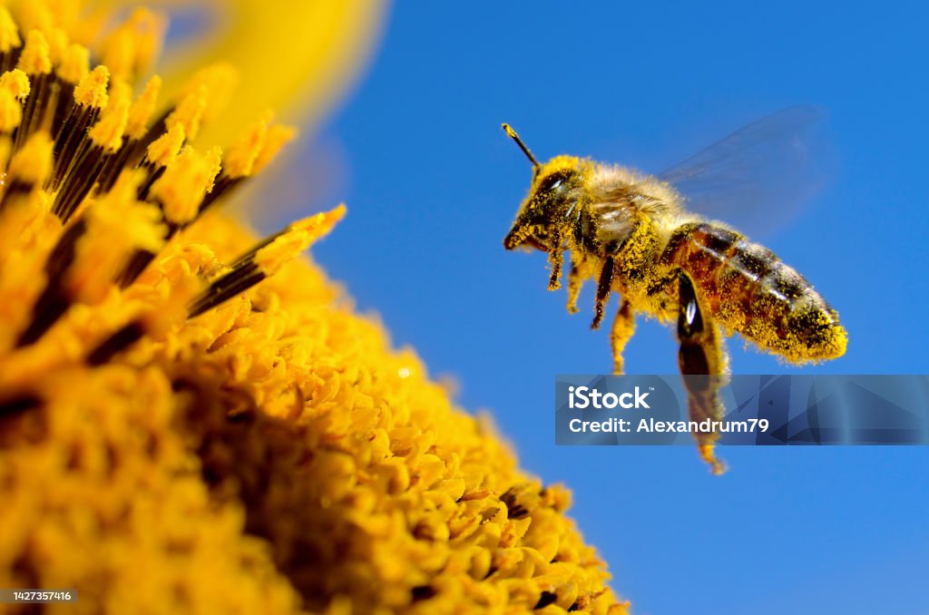 A bee flies over a sunflower, pollinates and collects honey Bee Stock Photo