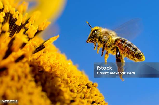 A Bee Flies Over A Sunflower Pollinates And Collects Honey Stock Photo - Download Image Now