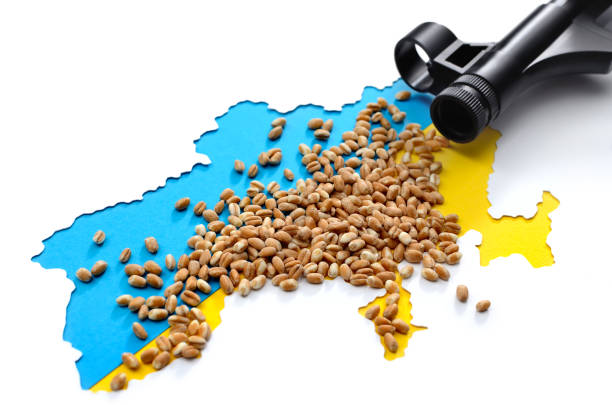 grano ucraino sulla bandiera blu-gialla sotto la minaccia di armi. concetto di crisi alimentare globale a causa della guerra - invasive plant foto e immagini stock
