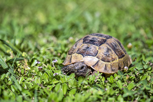 Close up shot of desert tortoise (Gopherus agassizii and Gopherus morafkai), also known as desert turtles, are two species of tortoise. desert tortoise also known as desert turtle turtle