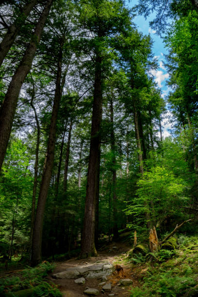 istock Old Growth Forest in Cook Forest State Park 1427359454