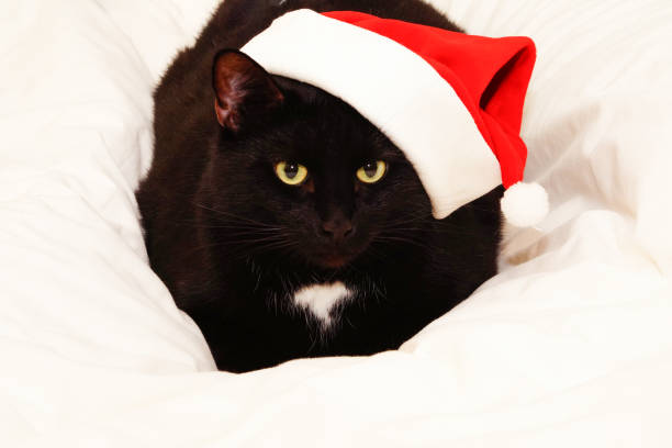 istock Black cat with Christmas decorations. Isolated on white. Looks into camera. 1427360000