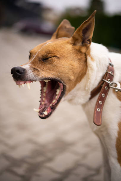 istock the dog yawns with its mouth wide open 1427360244