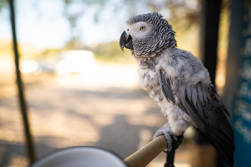 African gray parrot Jaco