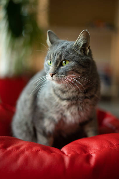 istock a beautiful cat sits on its soft seat 1427361932