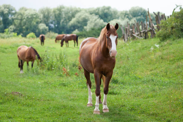 istock beautiful horses graze in the pasture 1427361987