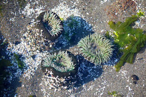 Sea anemone in the pool at low tide
