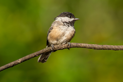 In Western Washington State the Black Capped Chickadee (Poecile atricapillus) is a year-round resident.  The chickadee is bold, gregarious and not a bit shy of humans.  Their call is a distinctive chick-a-dee-dee-dee.  This chickadee was photographed in Edgewood, Washington State, USA.