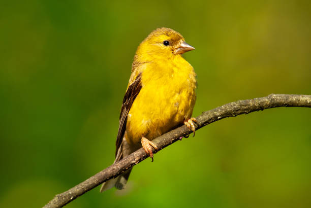The American Goldfinch (Carduelis tristis) is the state bird of Washington, Iowa and New Jersey.  It is a fairly common summer resident to the Pacific Northwest, migrating to the southern USA and Mexico in the winter.  This female, perched on a branch, was photographed in Edgewood, Washington State, USA.