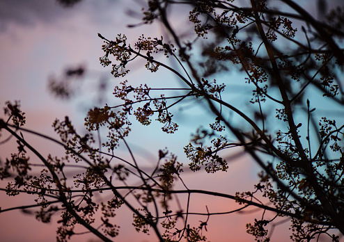 Backlit tree against pink and peach sunset