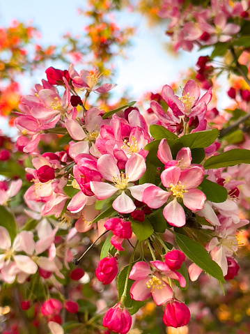 Vertical closeup photo of green leaves, red flower buds and pink red and white tinged blossoms on a flowering Crabapple tree in a garden in Spring lit up by the late afternoon sunshine. Soft focus background.