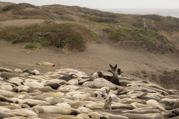 istock Large Community of Elephant Seals Sleep On Beach 1427372606