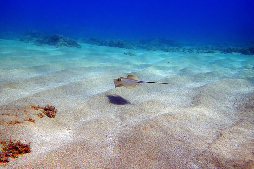 This Stingray was looking for food, Grand Cayman Island