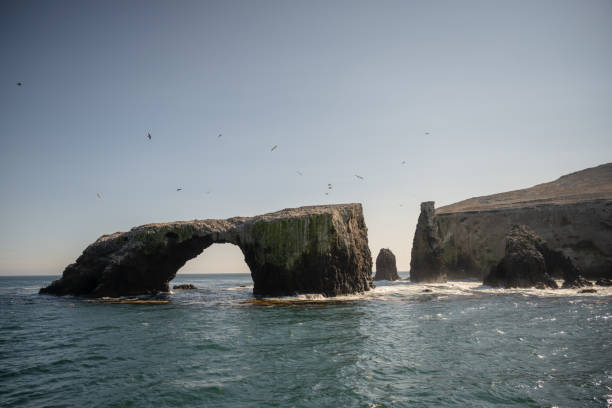 istock Pelicans Fly Over Sea Stacks On Anacapa Island 1427373912