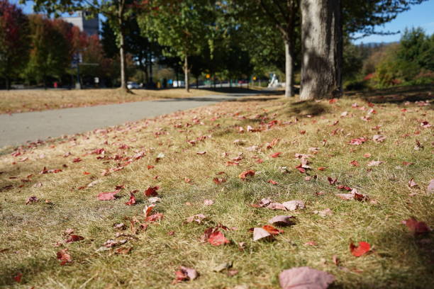 istock Autumn nature survey 2022 1427375891