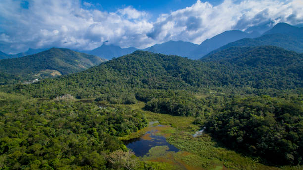The exuberant Atlantic Forest within the protected area of the Guapiaçu Ecological Reserve, in the metropolitan region of Rio de Janeiro. stock photo